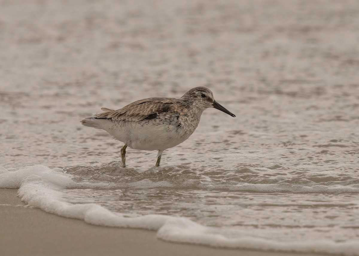 Red Knot - Sheila and Ed Bremer