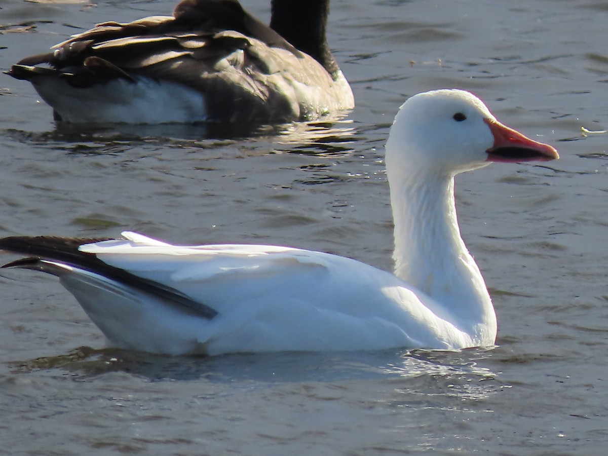 Snow Goose - ML389288831