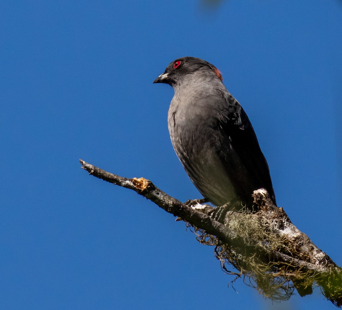 Red-crested Cotinga - ML389291191