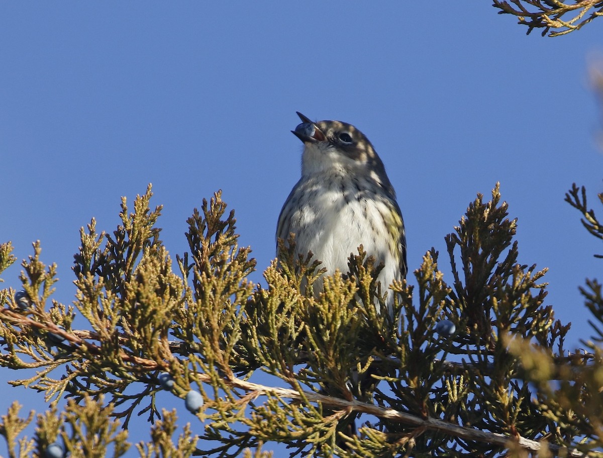 Yellow-rumped Warbler (Myrtle) - Phillip Odum