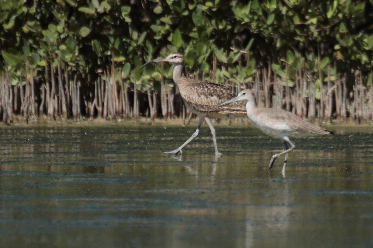 Piro piro semipalmato - ML389293591