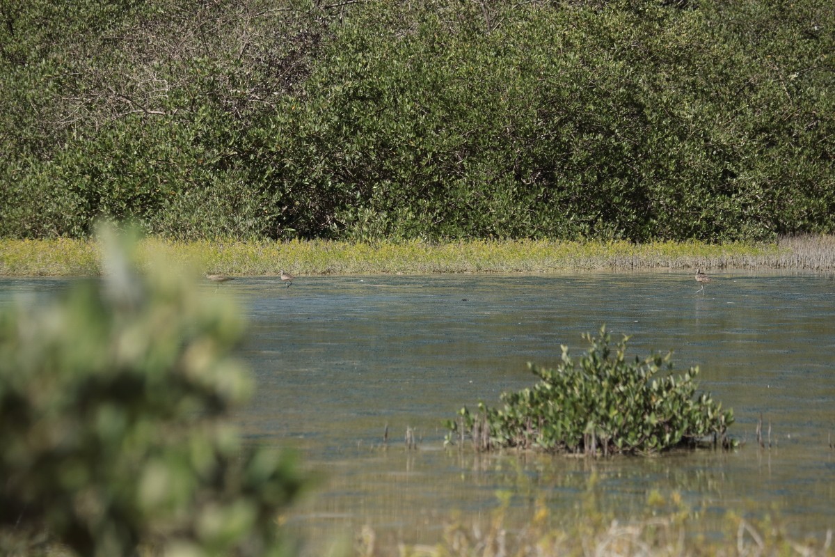 Chiurlo piccolo americano - ML389293831