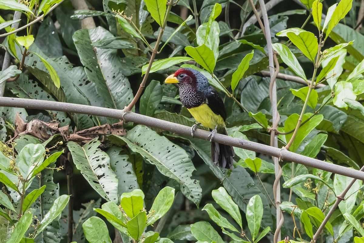 Gelbschnabel-Bartvogel (goffinii) - ML389294881