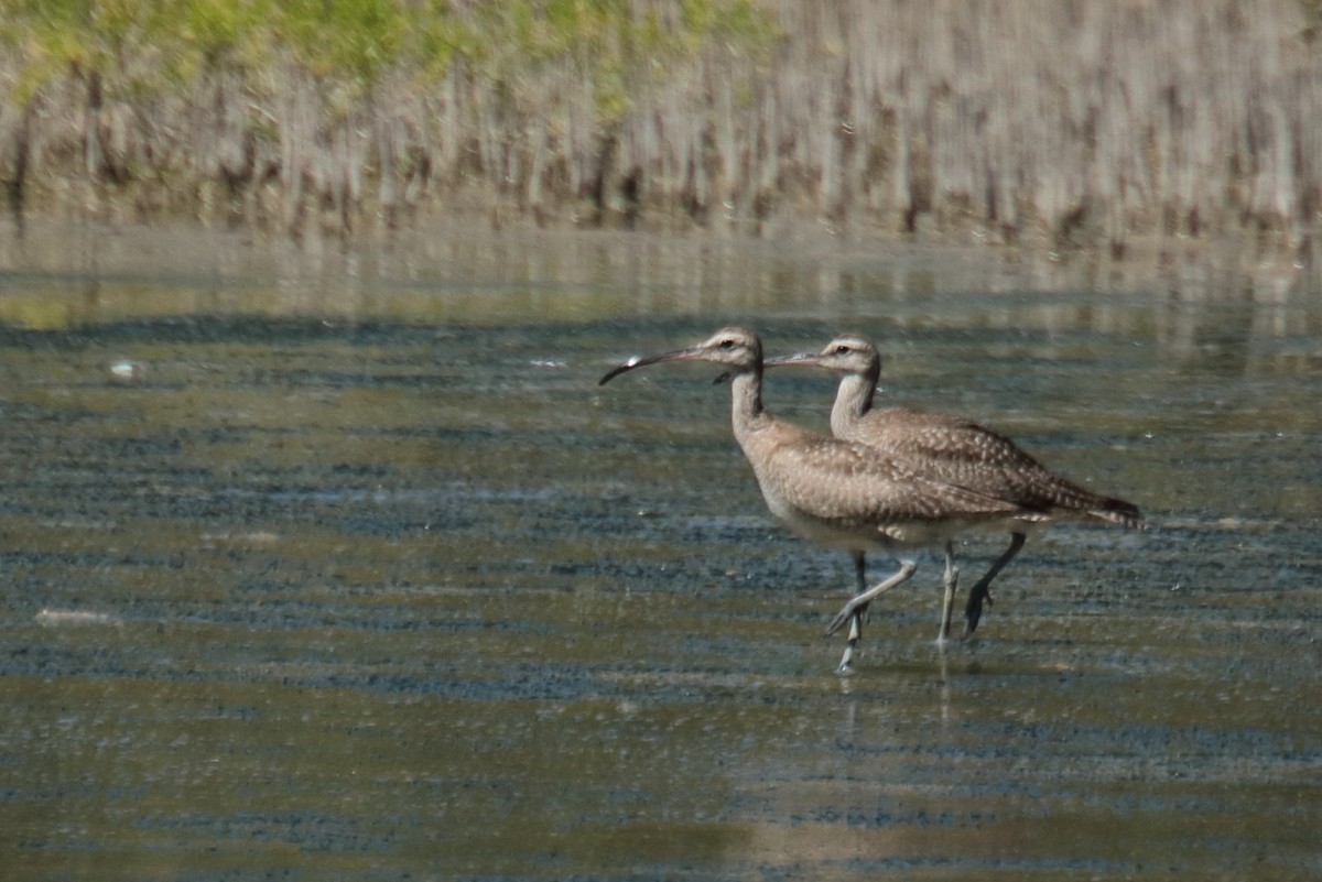 Chiurlo piccolo americano - ML389295671