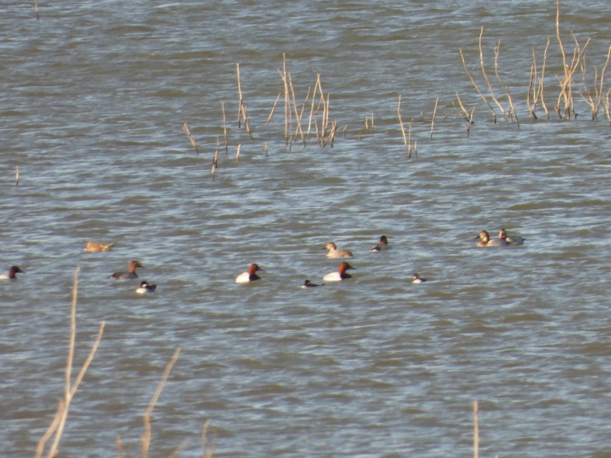 Canvasback - ML389296961