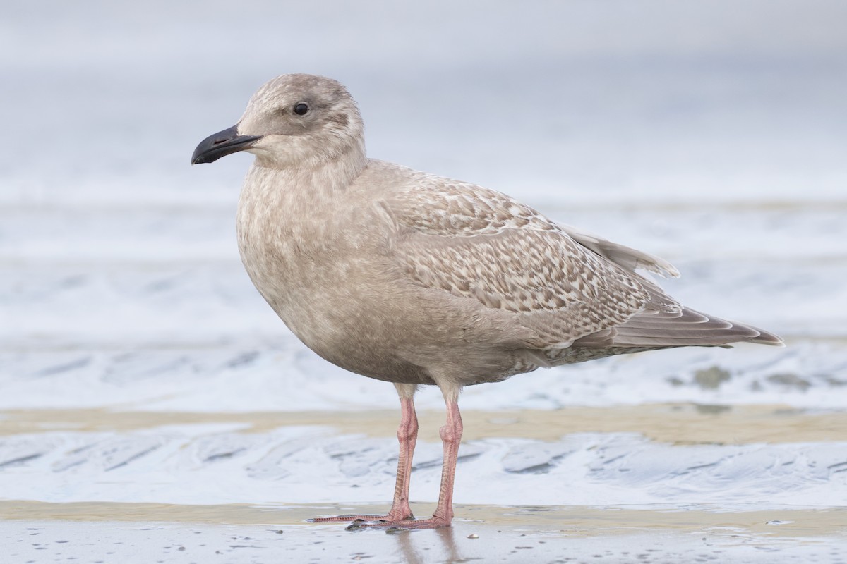 Glaucous-winged Gull - ML389297721