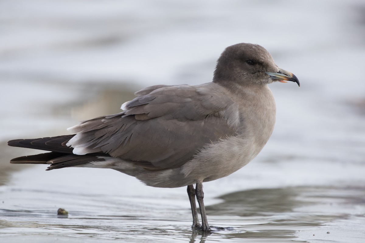 Heermann's Gull - ML389297731