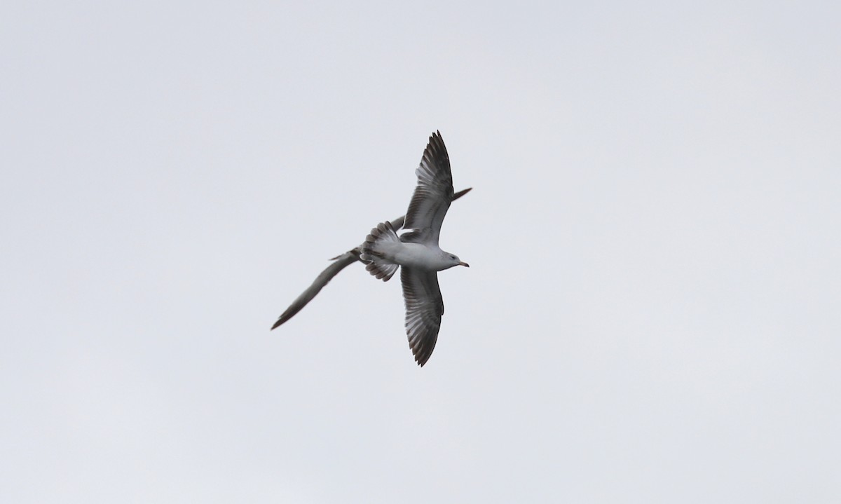 Ring-billed Gull - Debra Rittelmann