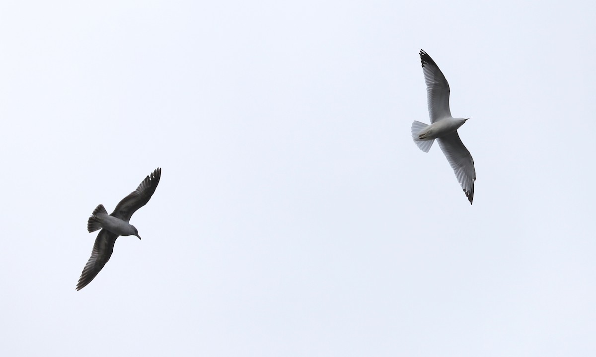 Ring-billed Gull - ML389299771