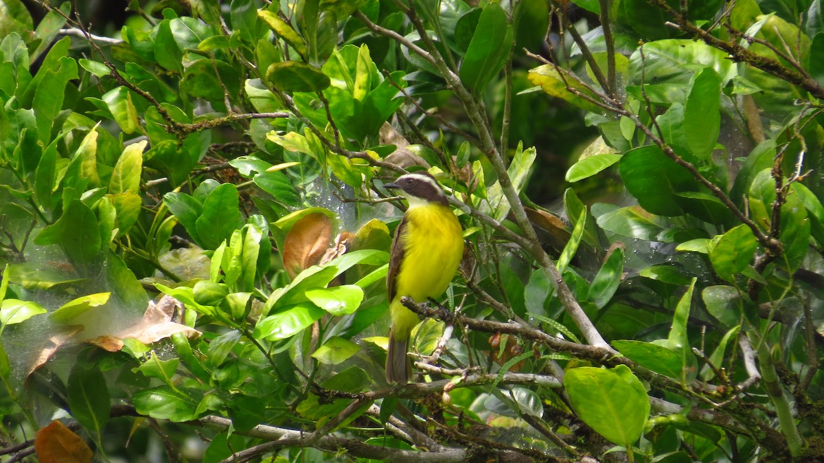 White-ringed Flycatcher - ML38929991