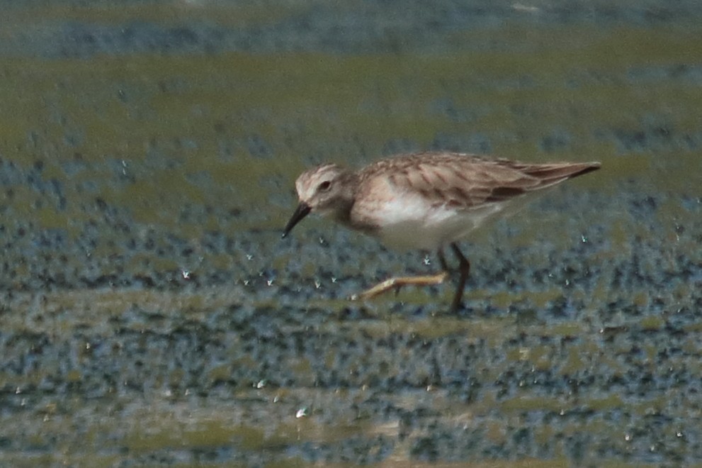 Gambecchio americano - ML389300881