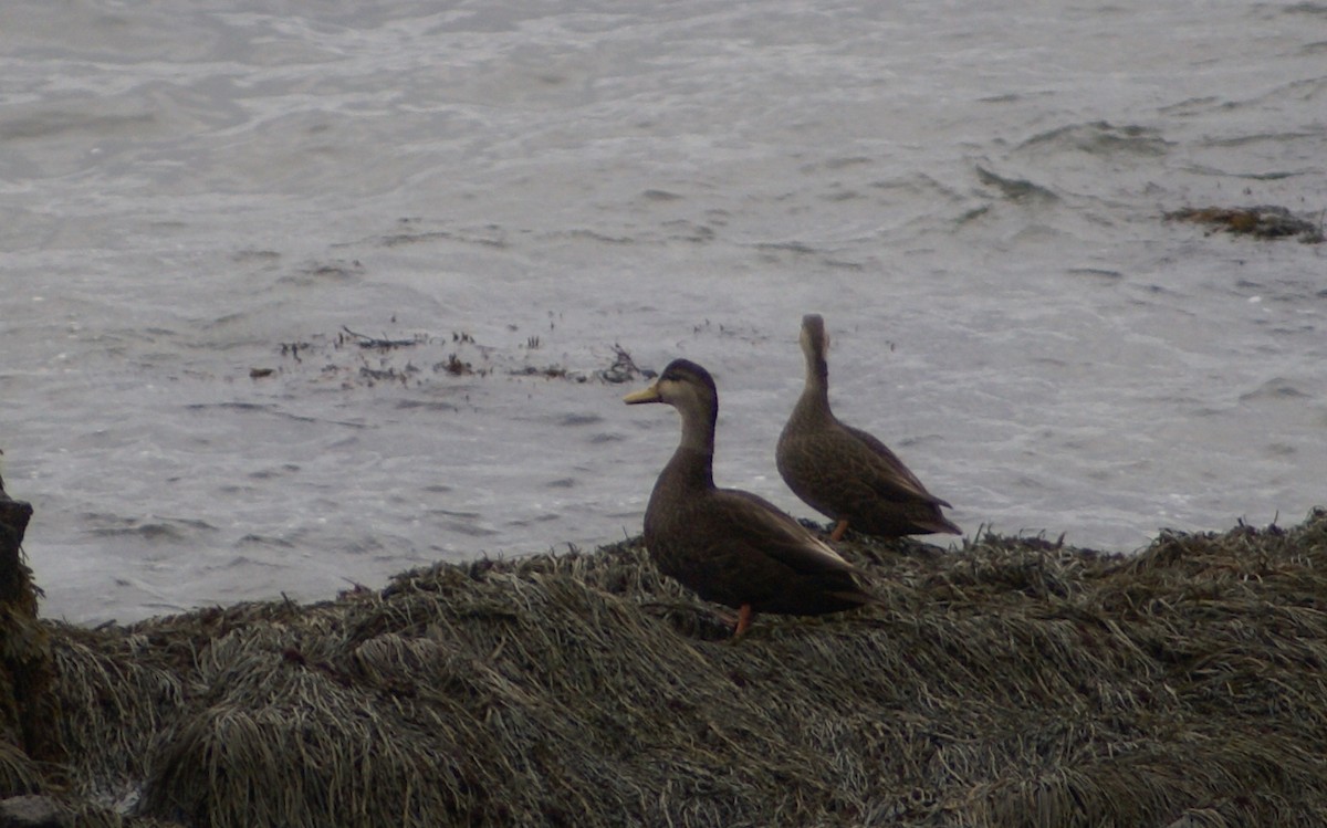 American Black Duck - Rick Beaudon