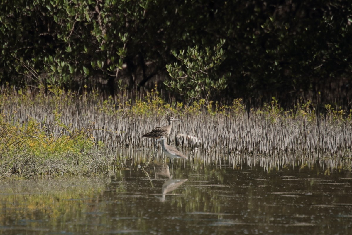 Piro piro semipalmato - ML389301711