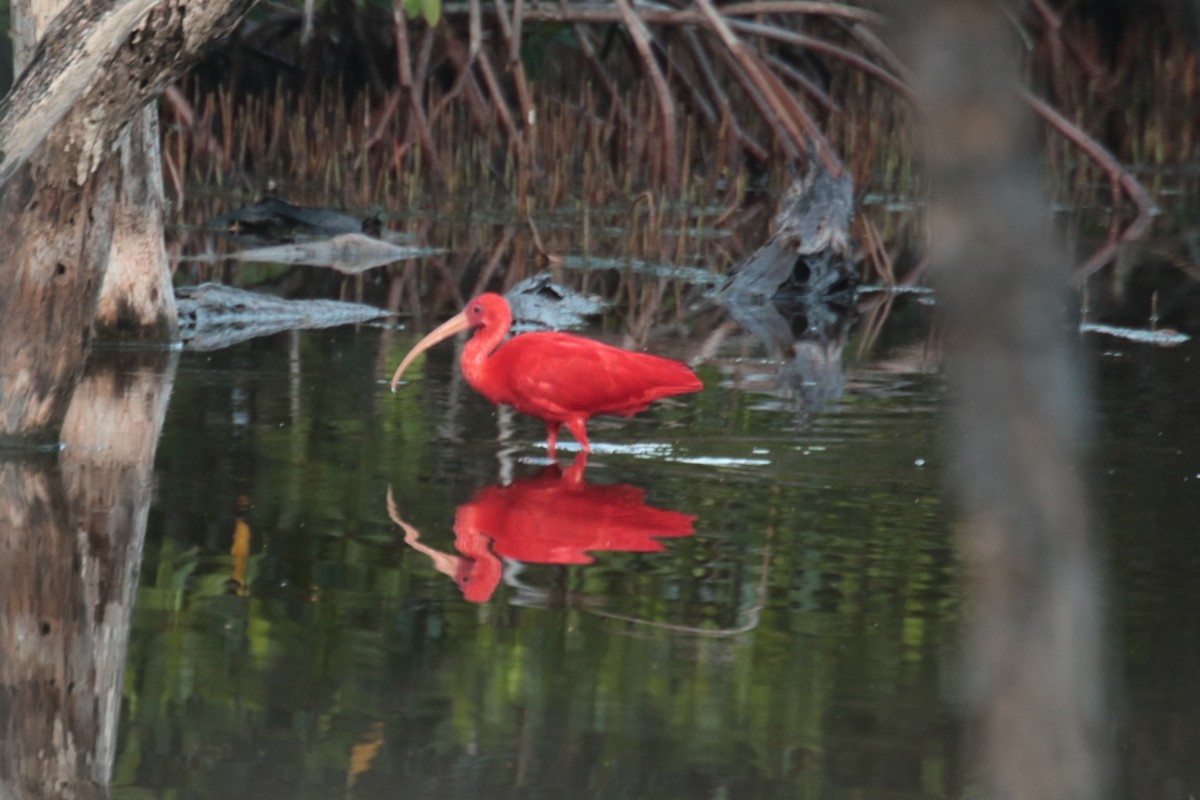 Ibis scarlatto - ML389303551