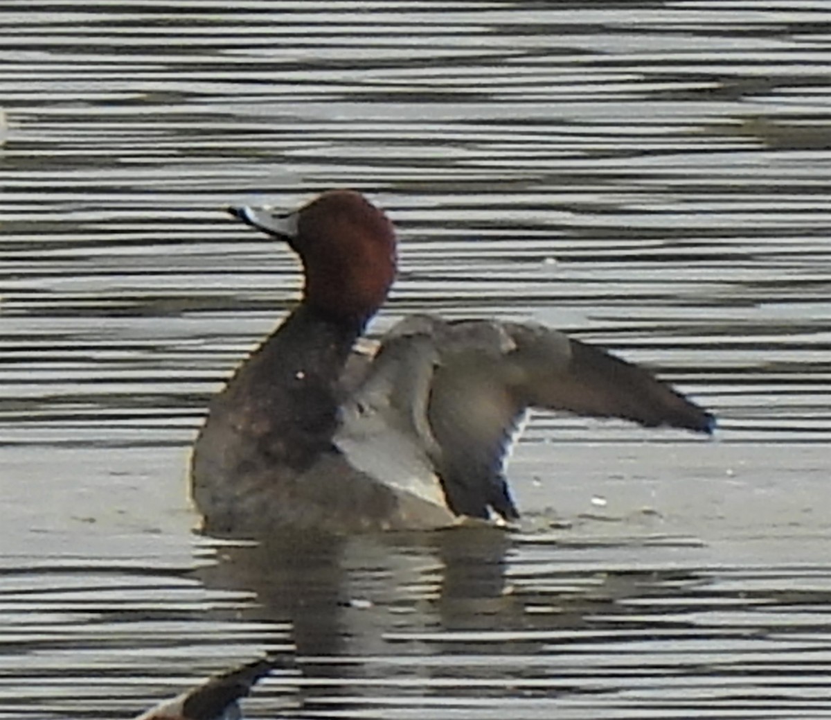 Redhead - ML389303721