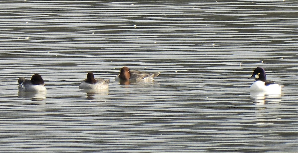 Common Goldeneye - ML389303971