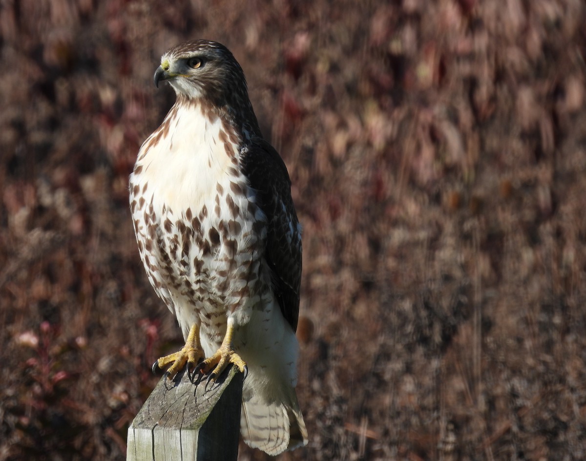 Red-tailed Hawk - ML389304131
