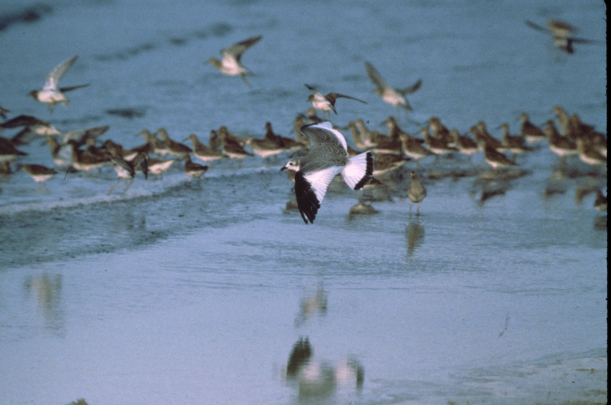 Sabine's Gull - David Lambeth