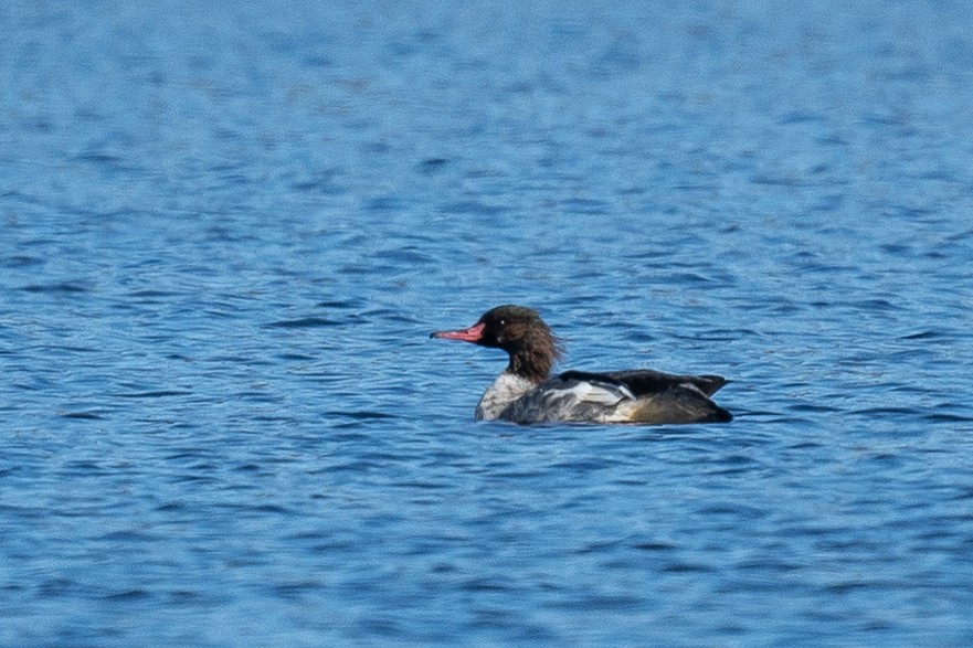 morčák velký (ssp. americanus) - ML389307161