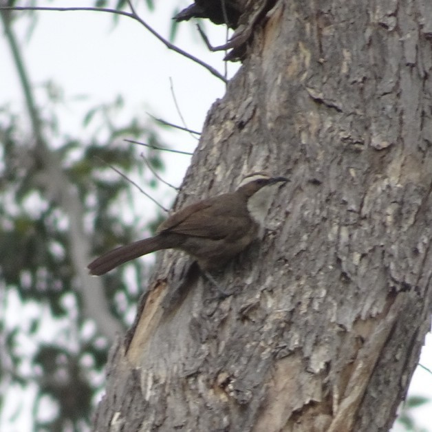 White-browed Babbler - ML389307591