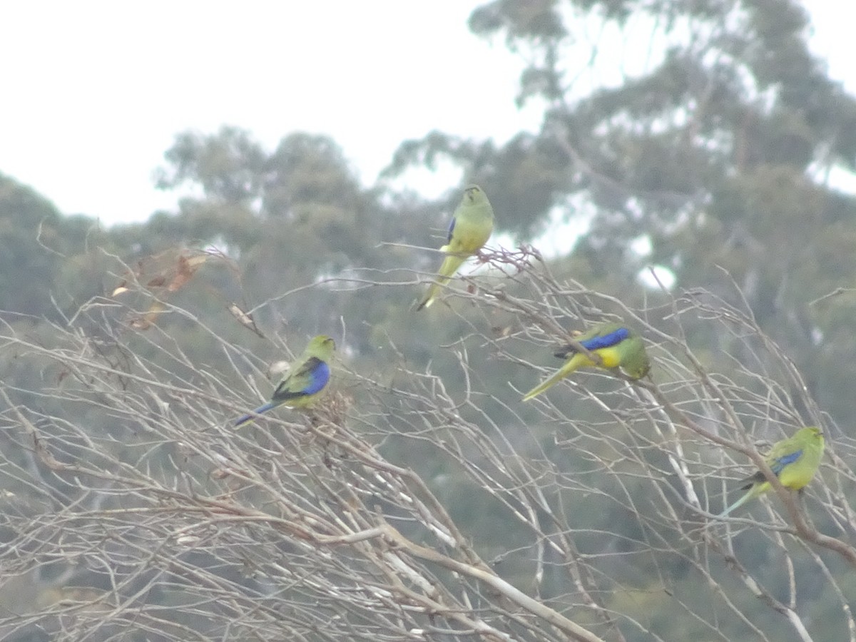 Blue-winged Parrot - ML389308411