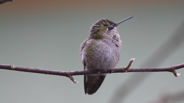 Anna's Hummingbird - ML389309101