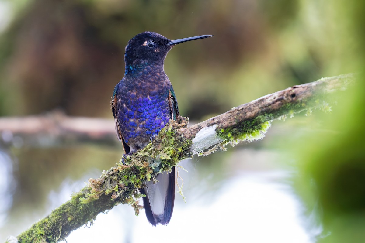 Velvet-purple Coronet - ML389309121