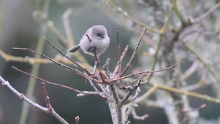  - Bushtit (Pacific)