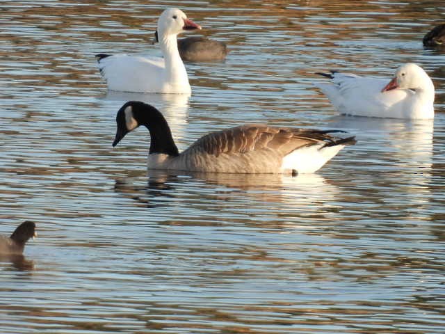 Snow Goose - ML389312781