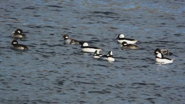 Bufflehead - ML389312851