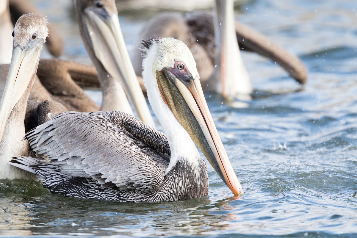 Brown Pelican - ML389313661