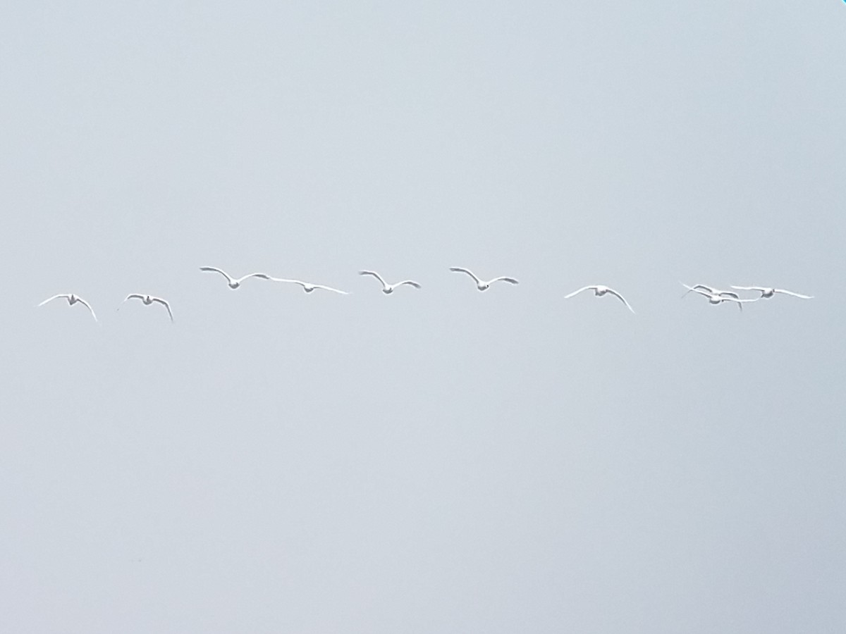 Tundra Swan - Nick Giordano