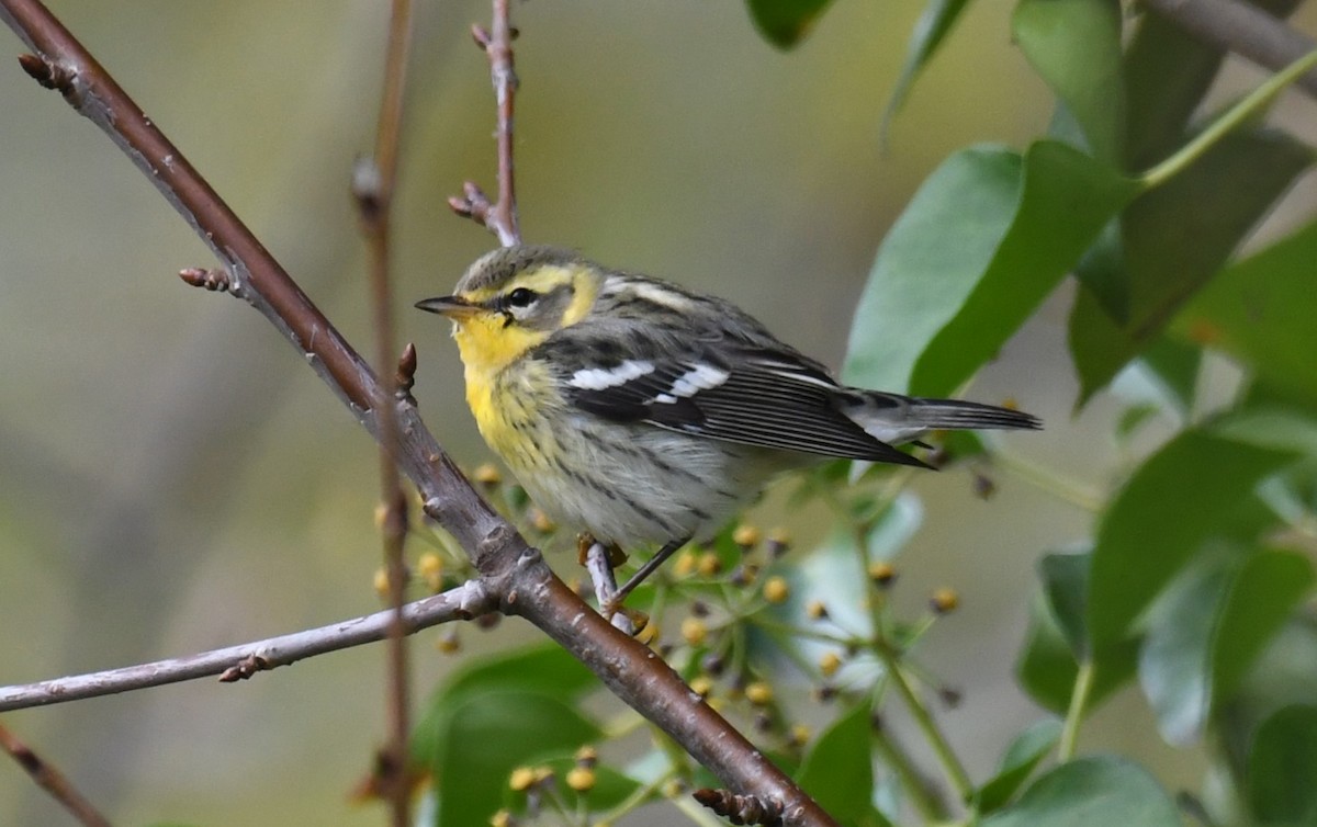 Blackburnian Warbler - Keith Brady