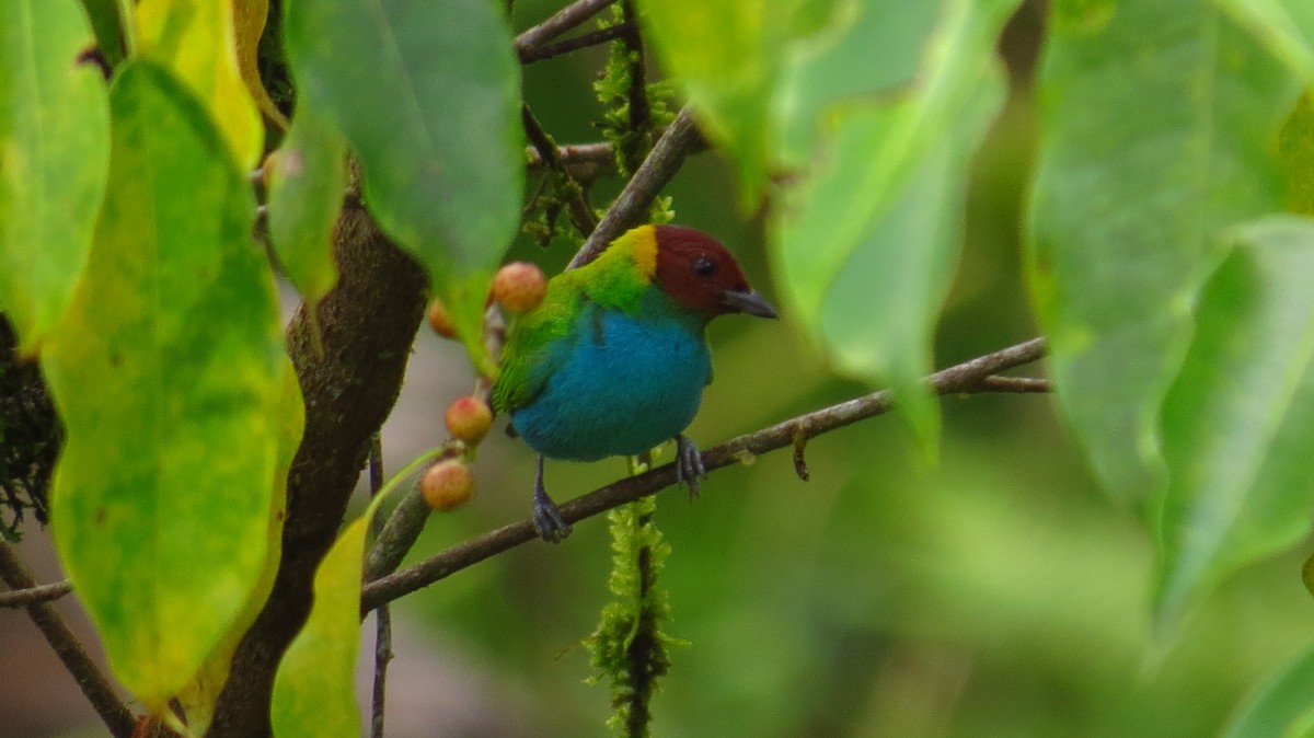 Bay-headed Tanager - ML38931641