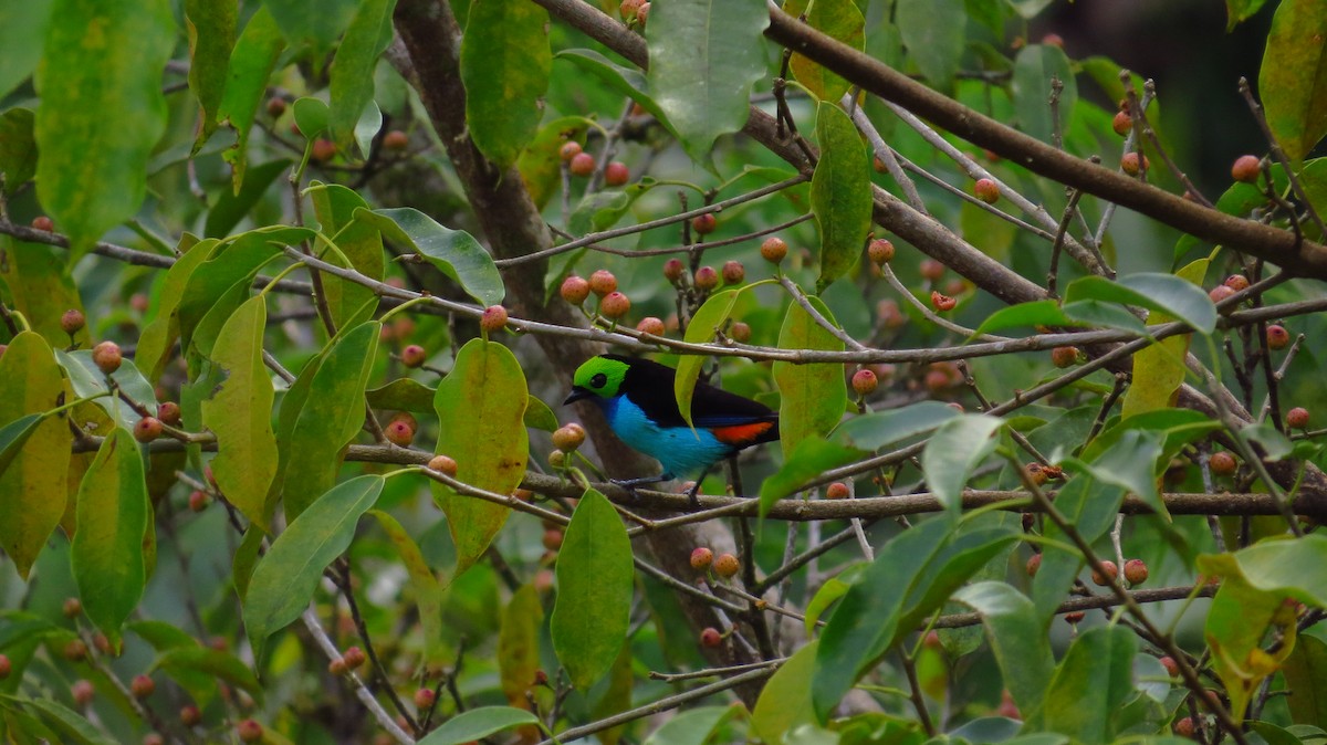 Paradise Tanager - ML38931721