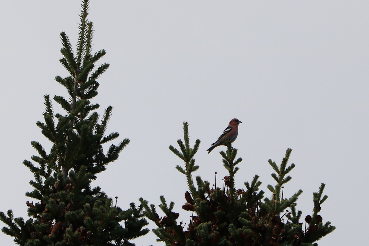 White-winged Crossbill - Fred & Colleen Wood