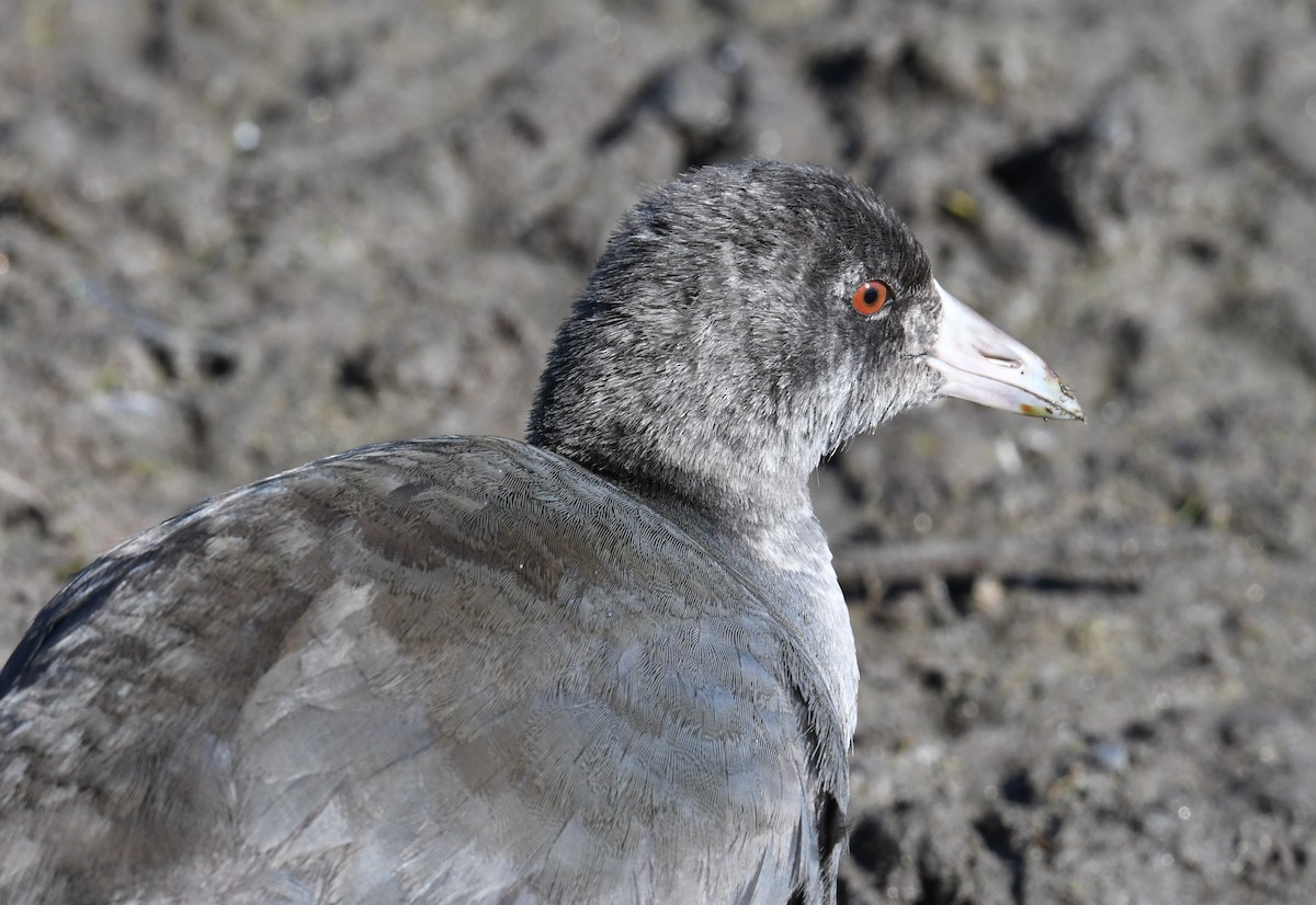 American Coot - Cindy Stacy