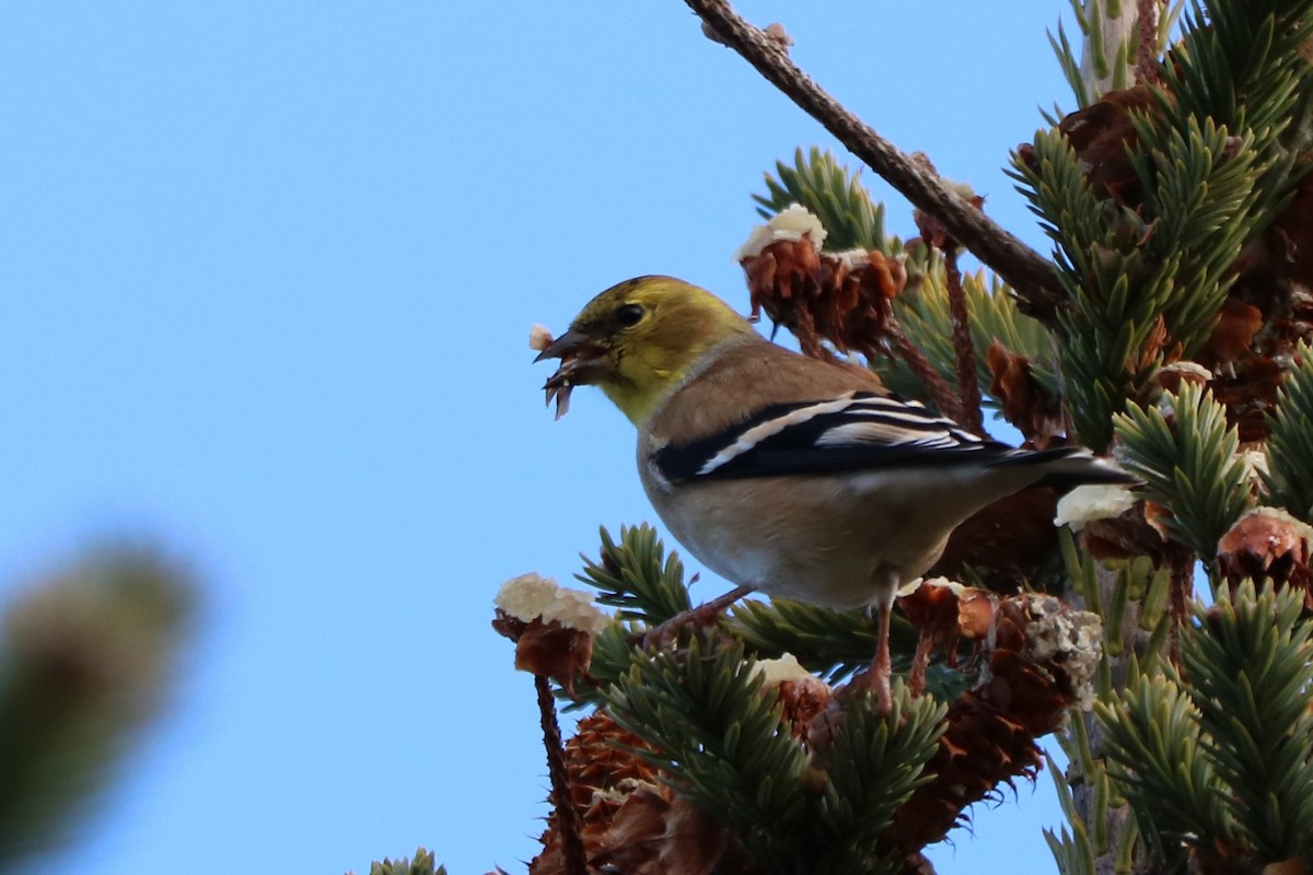 American Goldfinch - ML389317511