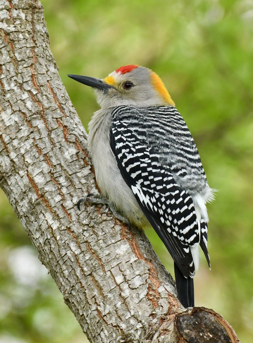 Golden-fronted Woodpecker - ML389318001