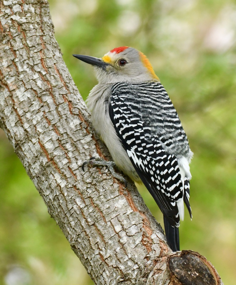 Golden-fronted Woodpecker - ML389318021