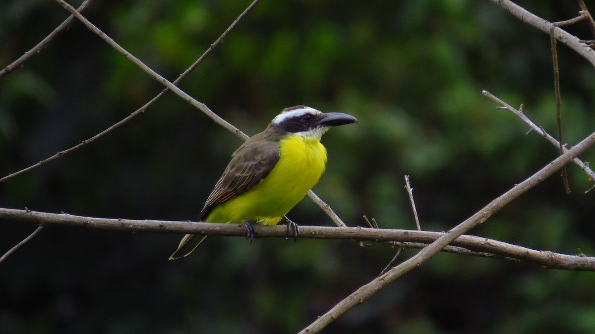 Boat-billed Flycatcher - Jorge Muñoz García   CAQUETA BIRDING