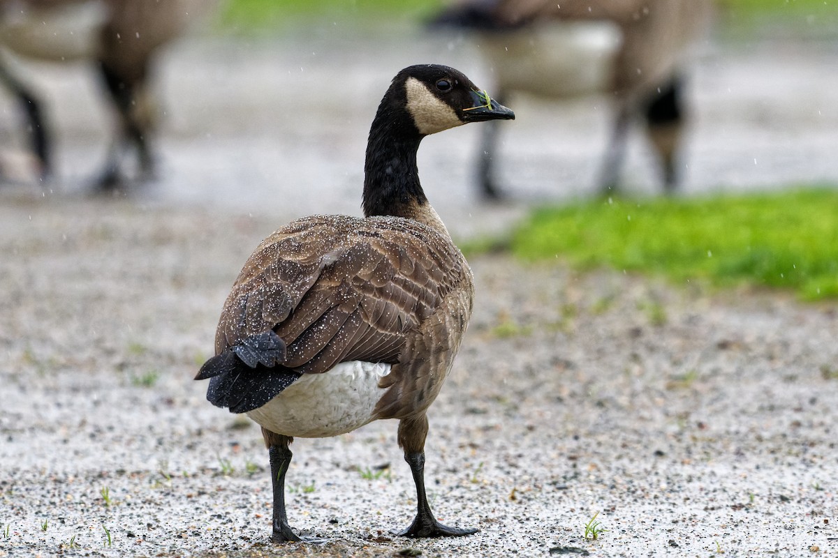 Cackling Goose - ML389318781