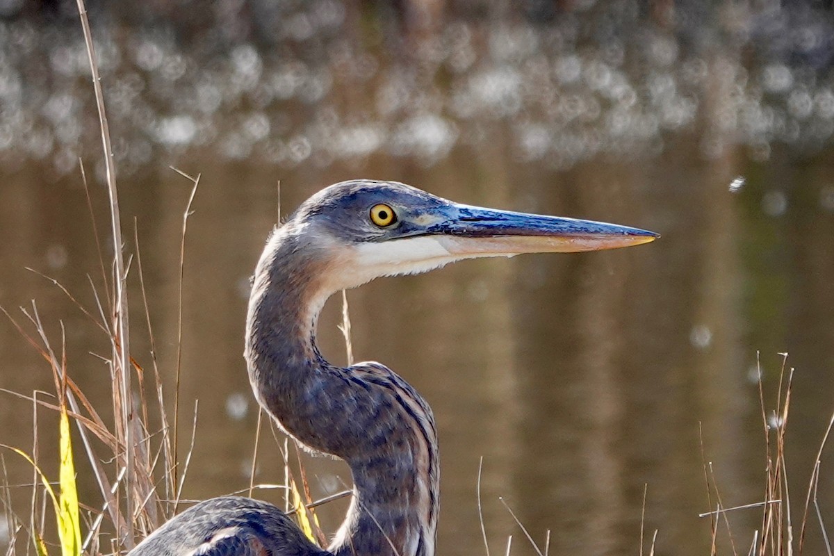 Great Blue Heron - Deirdre Robinson