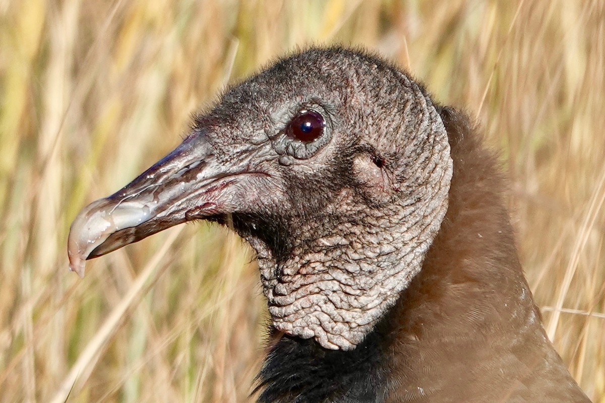 Black Vulture - Deirdre Robinson