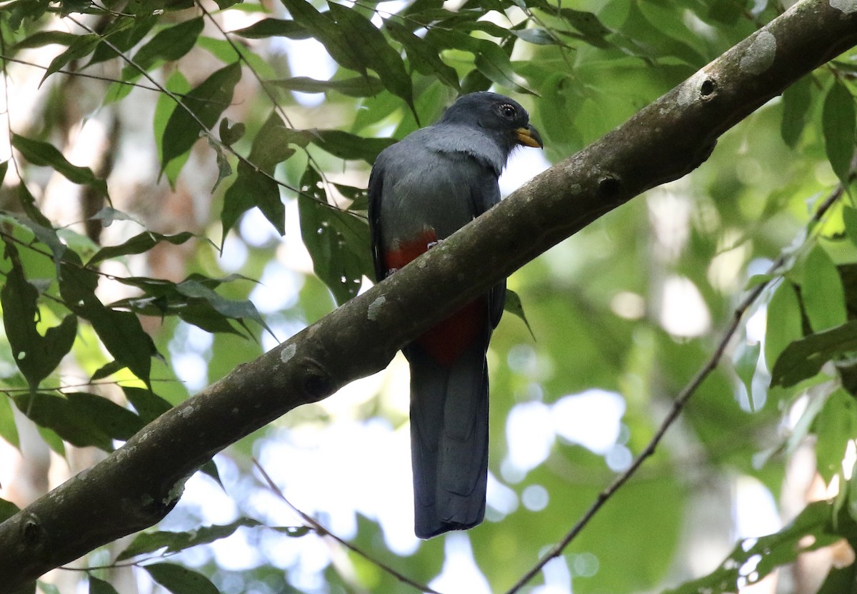 Black-tailed Trogon - ML389320631