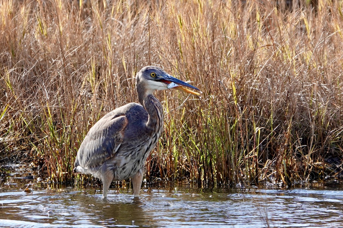 Great Blue Heron - Deirdre Robinson