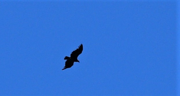 Andean Condor - ML389325981