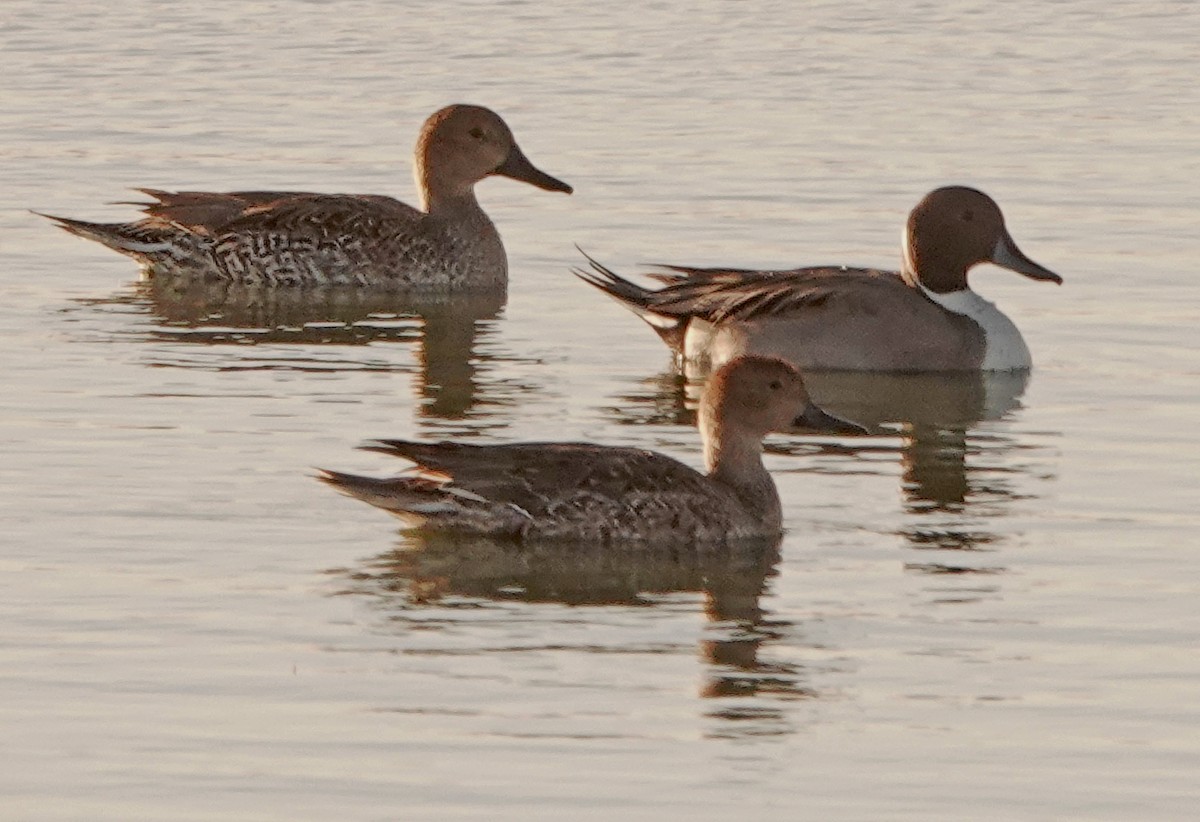 Northern Pintail - ML389327171