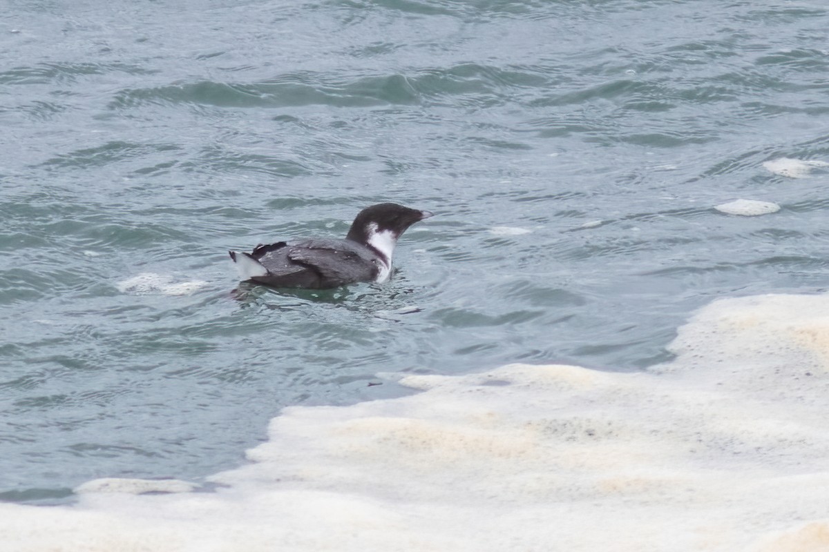 Ancient Murrelet - ML389328911