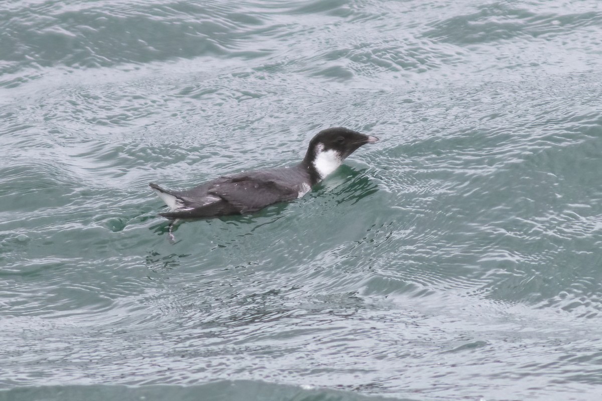 Guillemot à cou blanc - ML389328931